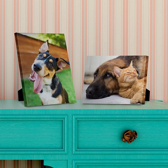 Pet photography on easel back canvas surfaces